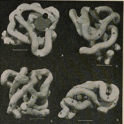 X-Ray Image of Protein Obtained (1934)