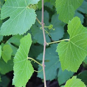 Wild Grape Leaf