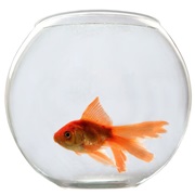 Own a Fish Bowl for 6 Months