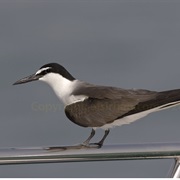 Bridled Tern