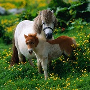 Ride a Pony
