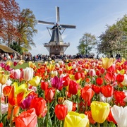 Keukenhof Gardens, Netherlands