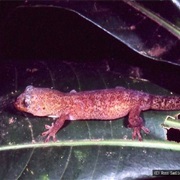Kaala Striped Gecko