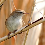 Cetti's Warbler