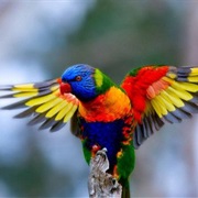 Rainbow Lorikeet