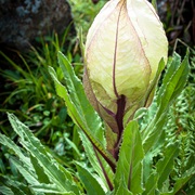Brahma Kamal (Saussurea Obvallata)