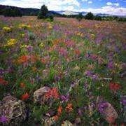 Apache-Sitgreaves National Forest