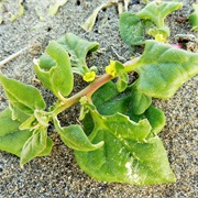 New Zealand Spinach (Tetragonia Tetragonioides)
