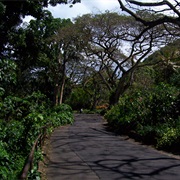 Waimea Valley