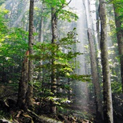 Biogradska Gora, Montenegro