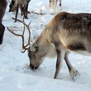 Try Reindeer Meat