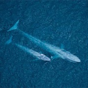 Southern Blue Whale