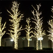 White Christmas Lights