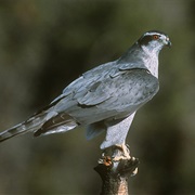 Northern Goshawk