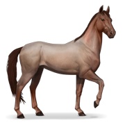 Akhal-Teke - Strawberry Roan