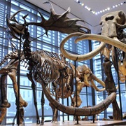 Beneski Museum of Natural History, Amherst College