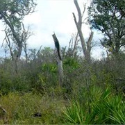 Lake Wales Ridge National Wildlife Refuge