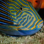 Striped Surgeonfish