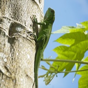Spot a Green Iguana