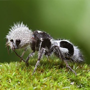 The Panda Ant