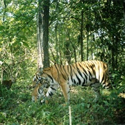 Thungyai-Huai Kha Khaeng Wildlife Sanctuaries, Thailand