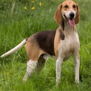 Anglo-Français De Petite Vénerie