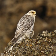Gyrfalcon