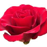 Lo How a Rose E'er Blooming