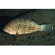 Areolate Grouper / Greenspotted Rockcod