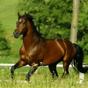 Sardinian Anglo-Arab