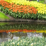 Keukenhof Tulip Fields (Seasonal)