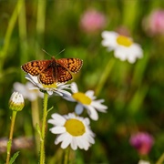 Wissahickon Valley Park