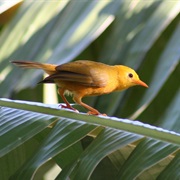 Golden White-Eye