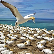 Muriwai Gannet Colony