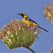 Buenos Aires National Wildlife Refuge