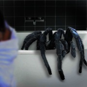 Save a Spider From Your Bath