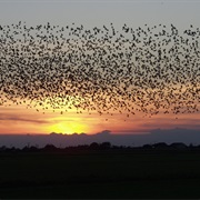 Wadden Sea National Park