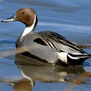 Northern Pintail