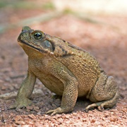 Rococo Toad (Rhinella Schneideri)