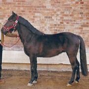 Arenberg-Nordkirchener