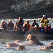 Wrangel Island, Russia