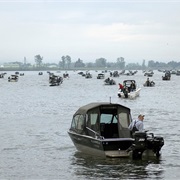 Salmon Fishing on the Columbia