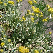 Jersey Cudweed (Gnaphalium Affine)