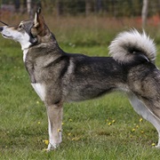 East Siberian Laika
