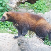 Wolverine