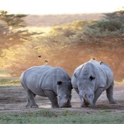 Khama Rhino Sanctuary Trust, Botswana