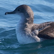 Balearic Shearwater