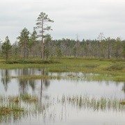 Pyha-Luosto NP, Finland