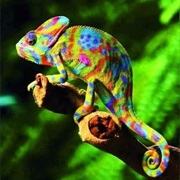 Chameleon