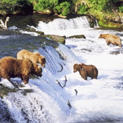 Watch Grizzlies Fish for Salmon, BC